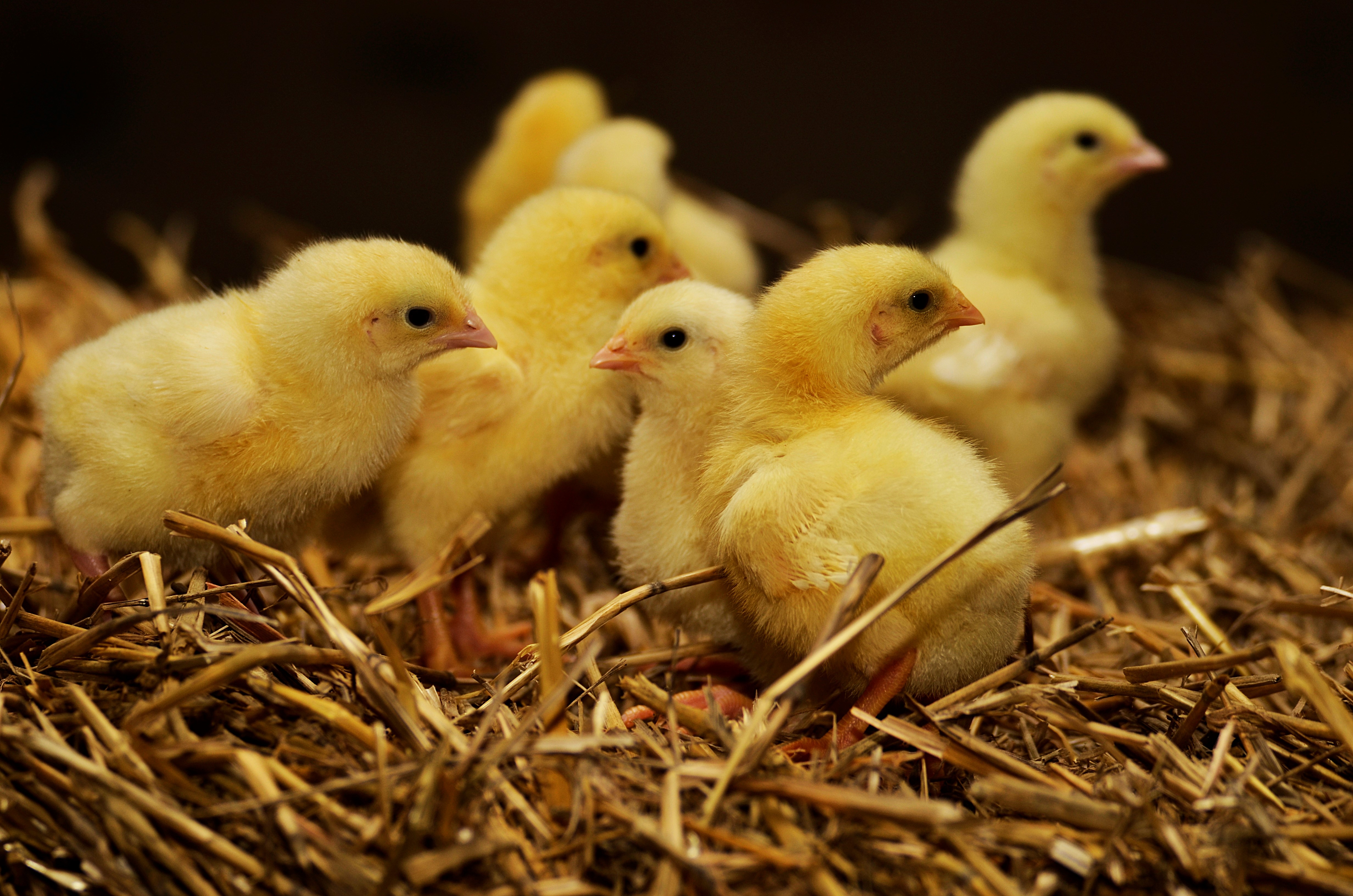 Výkrm kuřat Vodňanské kuře